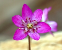 A single pink flower with petaloid stamens.